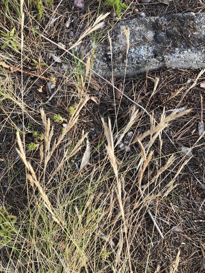 Brachypodium phoenicoides flower