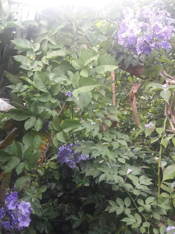 Solanum wendlandii other