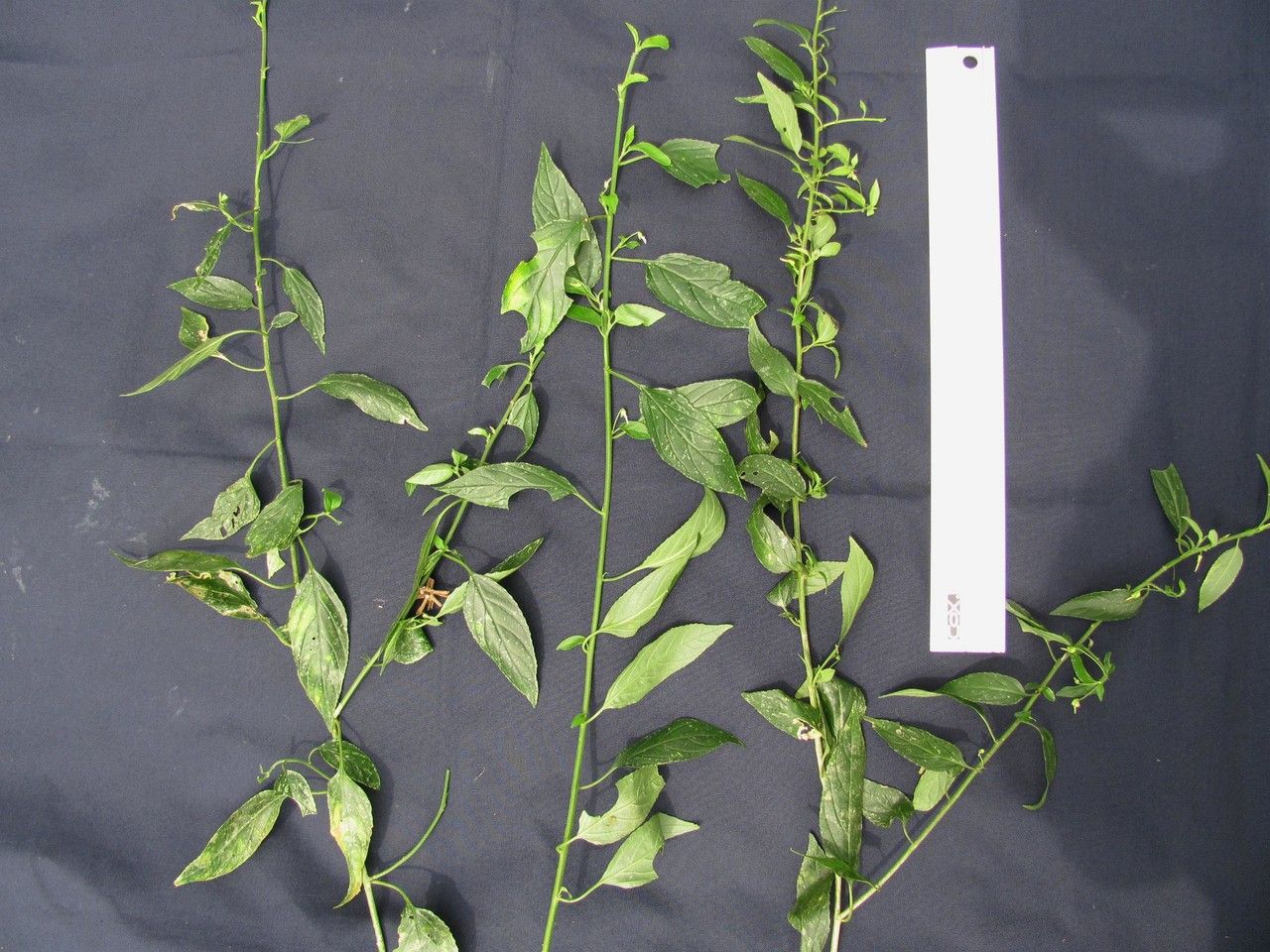 Hybanthus galeottii other