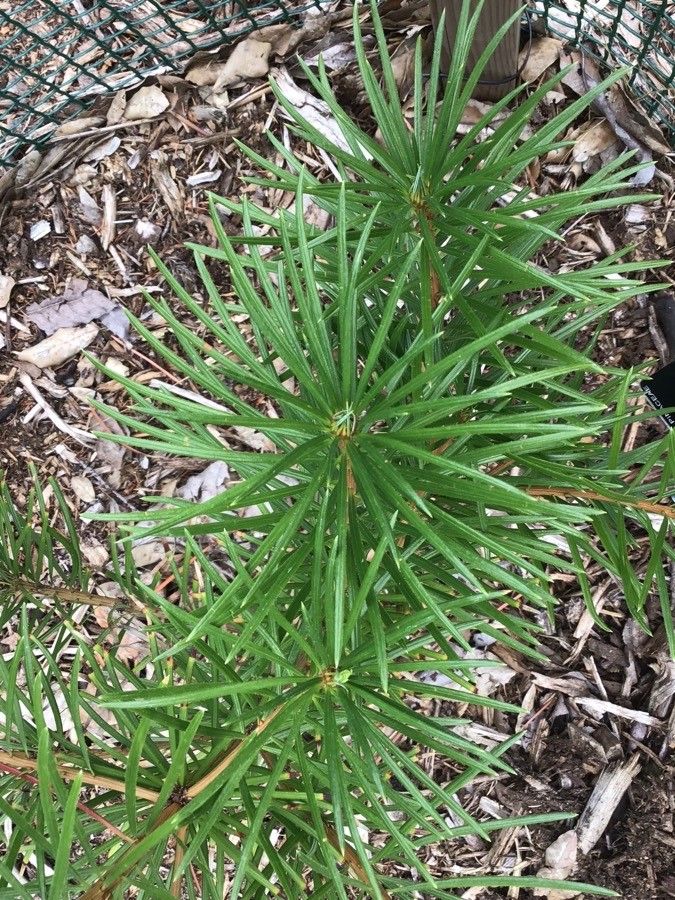 Cathaya argyrophylla — search result for 'Pinaceae'