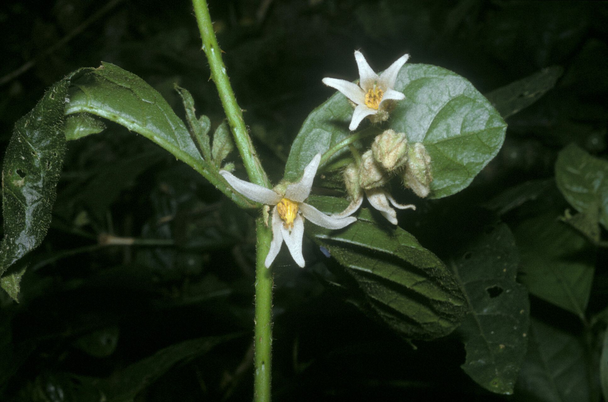 Solanum leucopogon — houseplant care guide