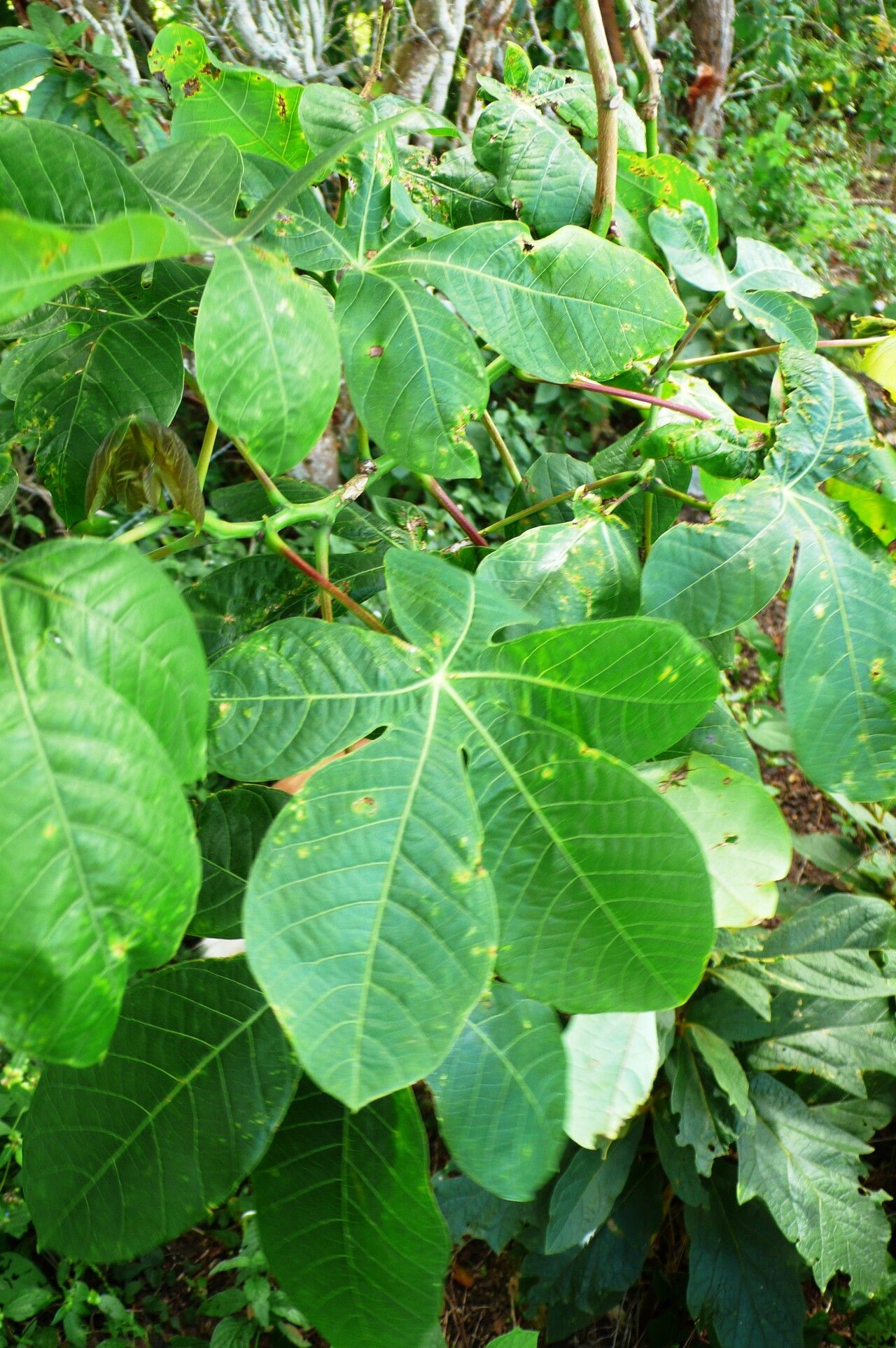 Manihot glaziovii leaf