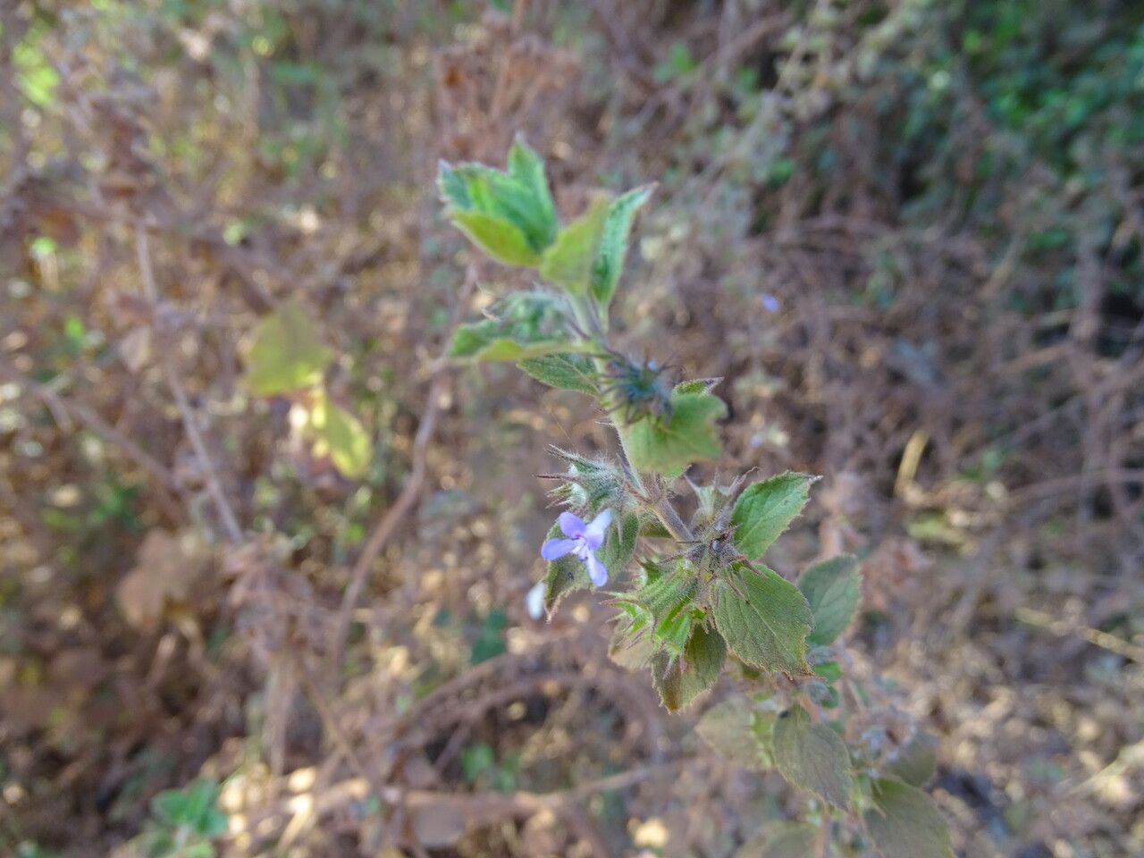 Hyptis suaveolens flower