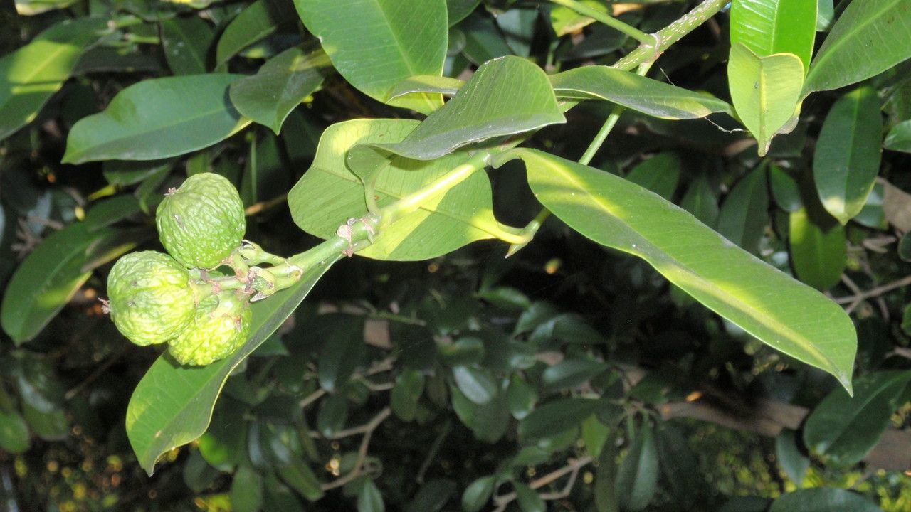 Baloghia inophylla fruit