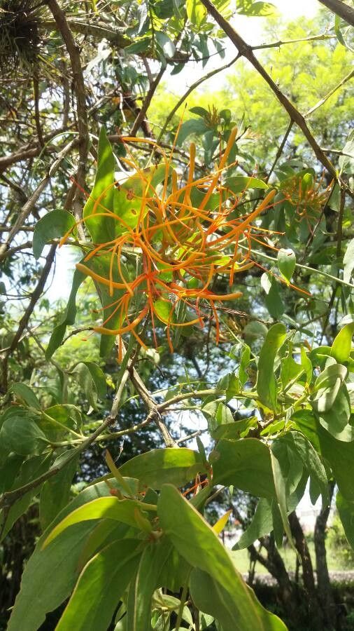 Psittacanthus rhynchanthus flower
