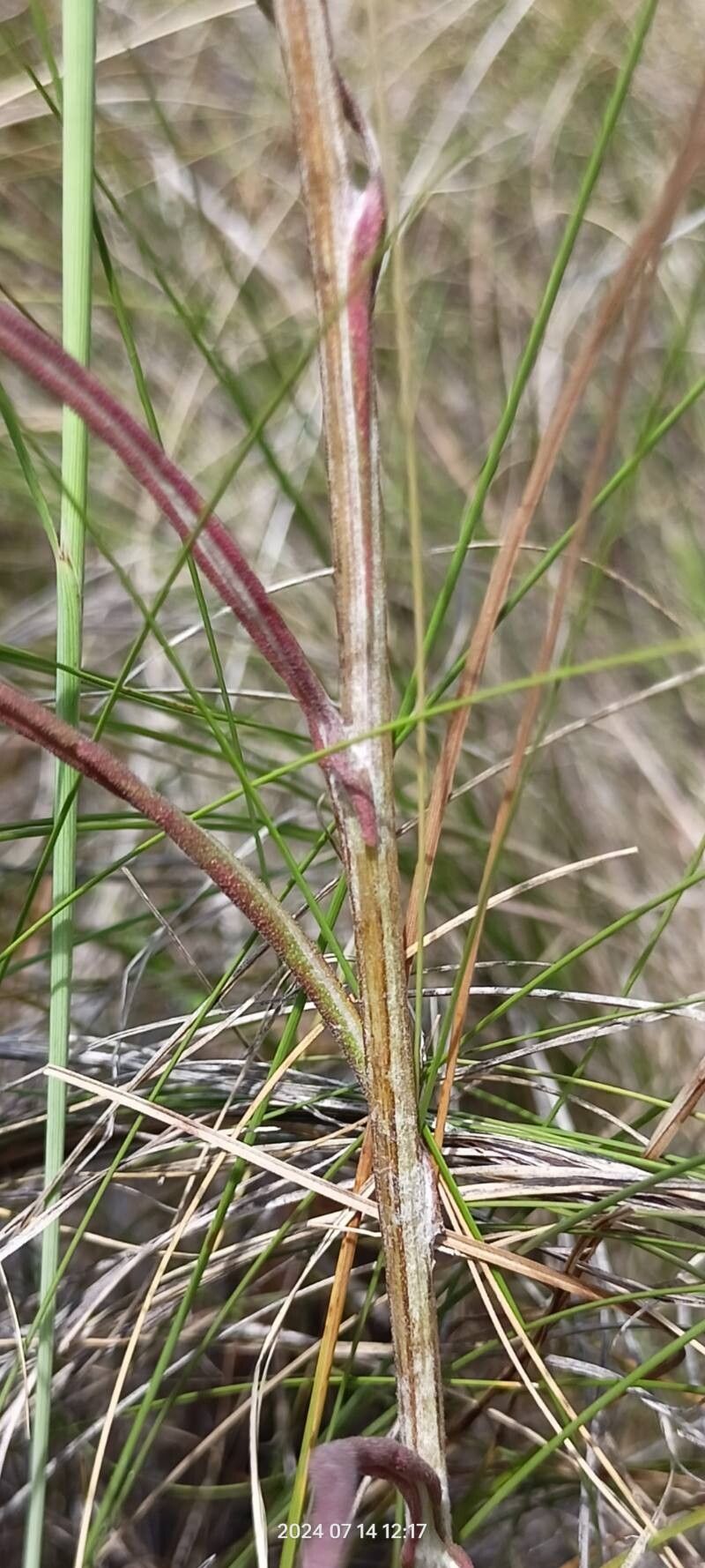 Jurinea multiflora bark
