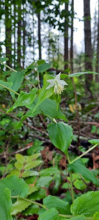 Prosartes hookeri flower