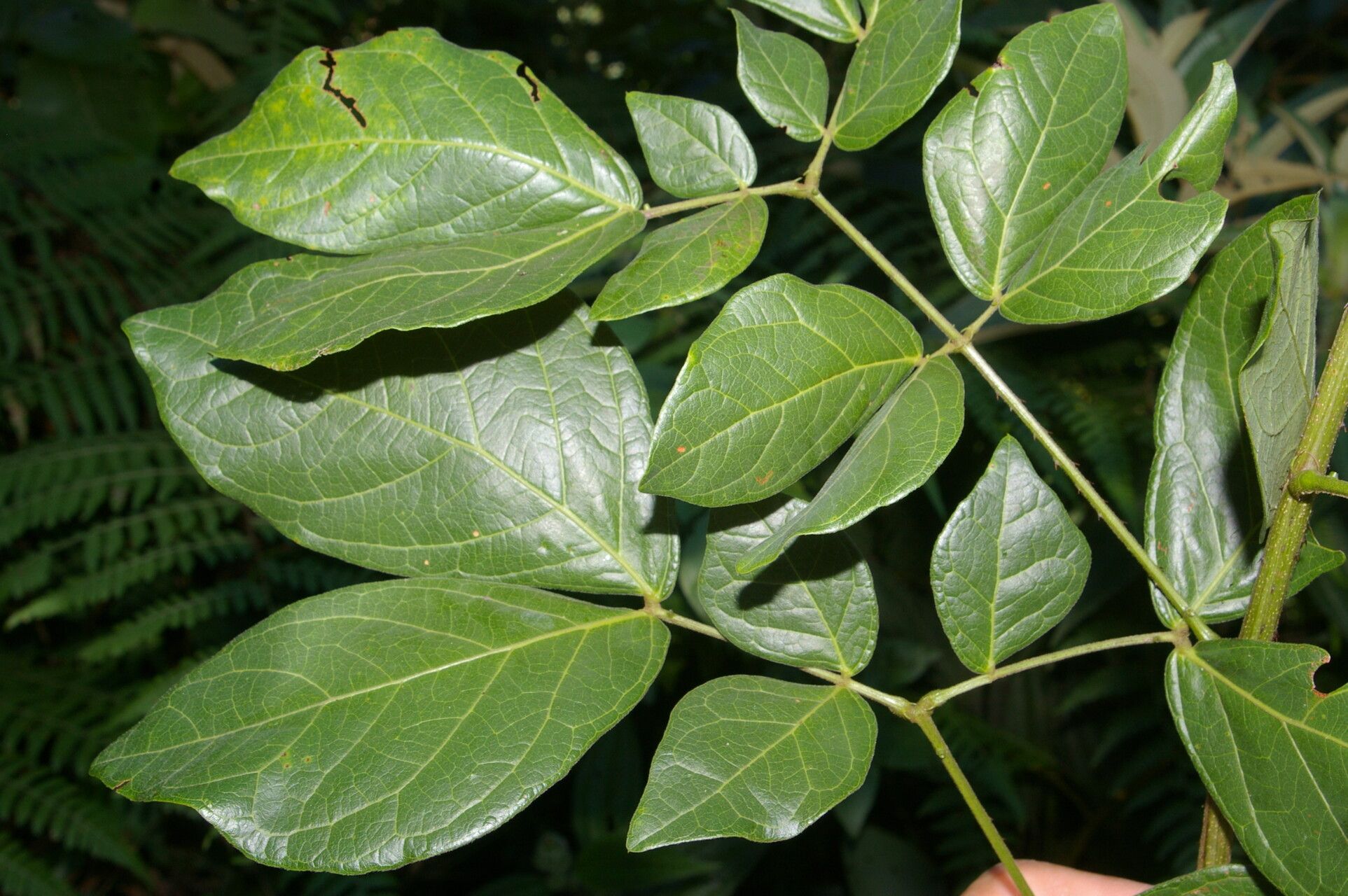 Mimosa watsonii — search result for 'Mimosa'