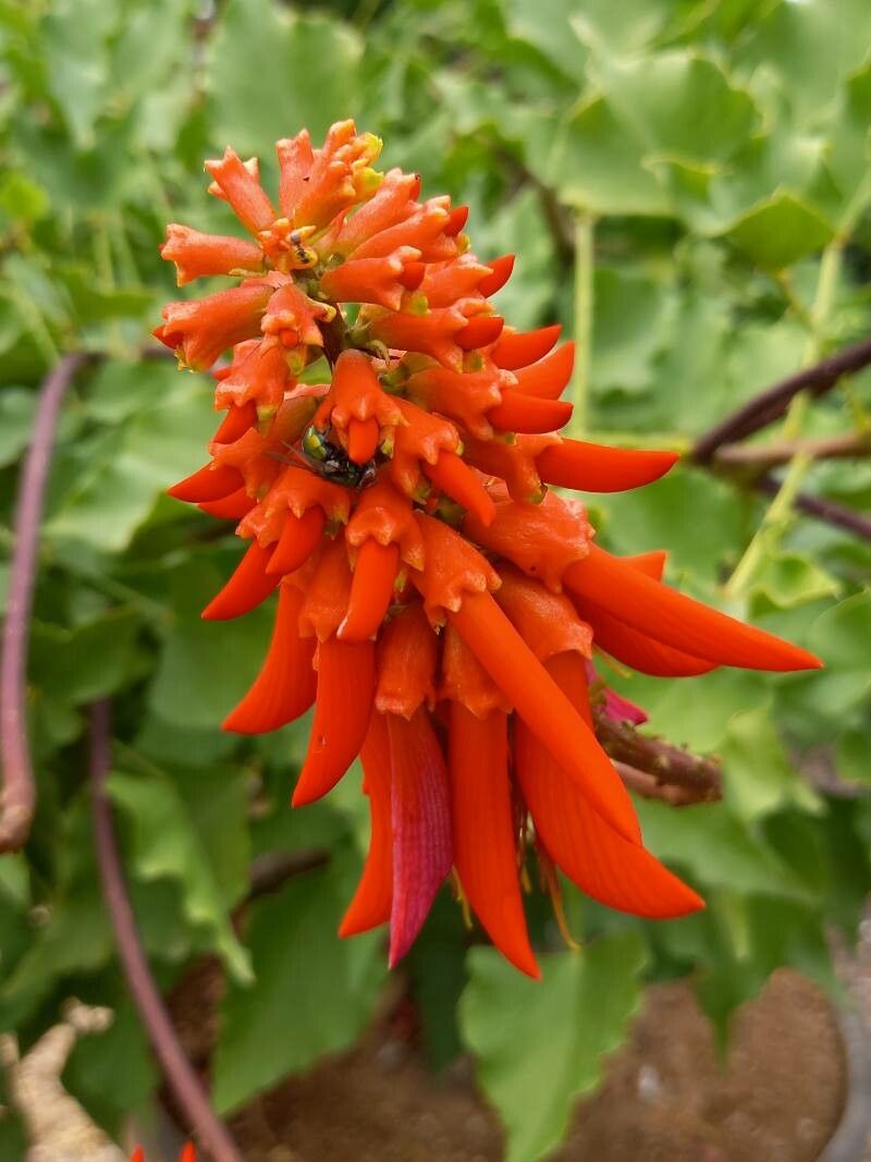 Erythrina humeana flower
