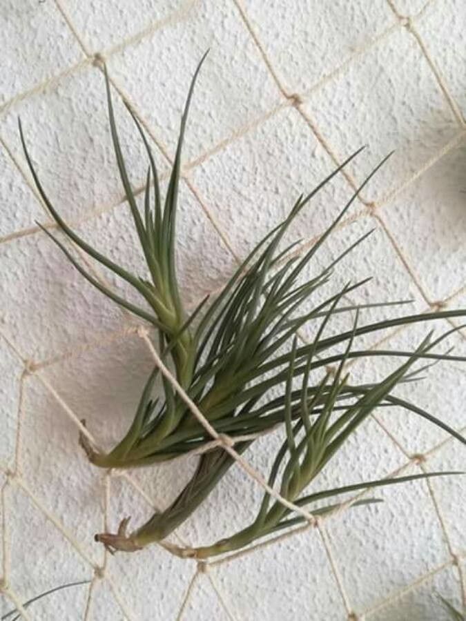 Tillandsia albertiana leaf