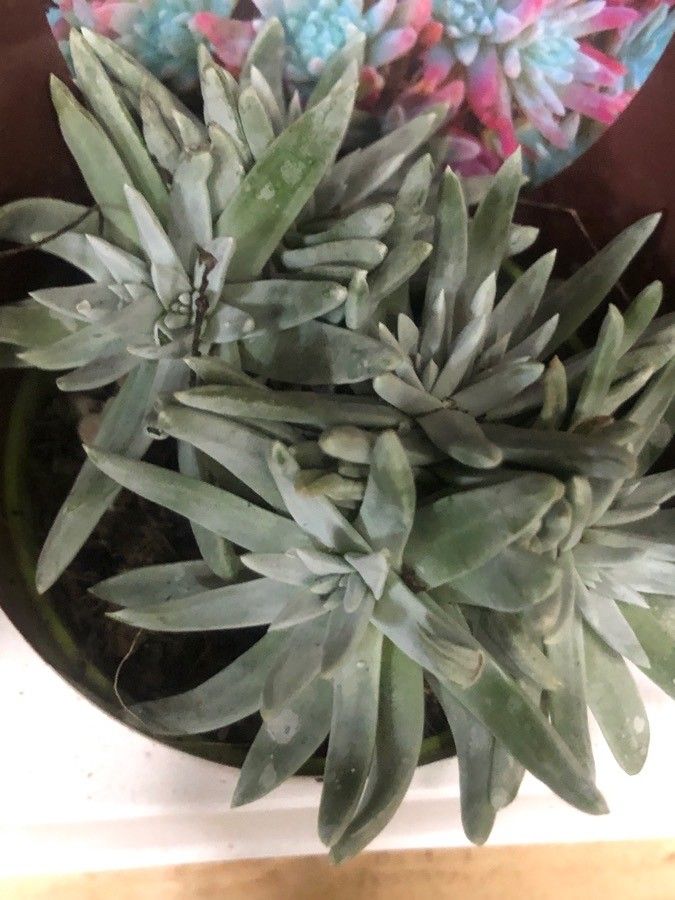 Dudleya greenei leaf