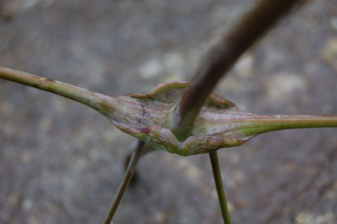 Clematis connata bark