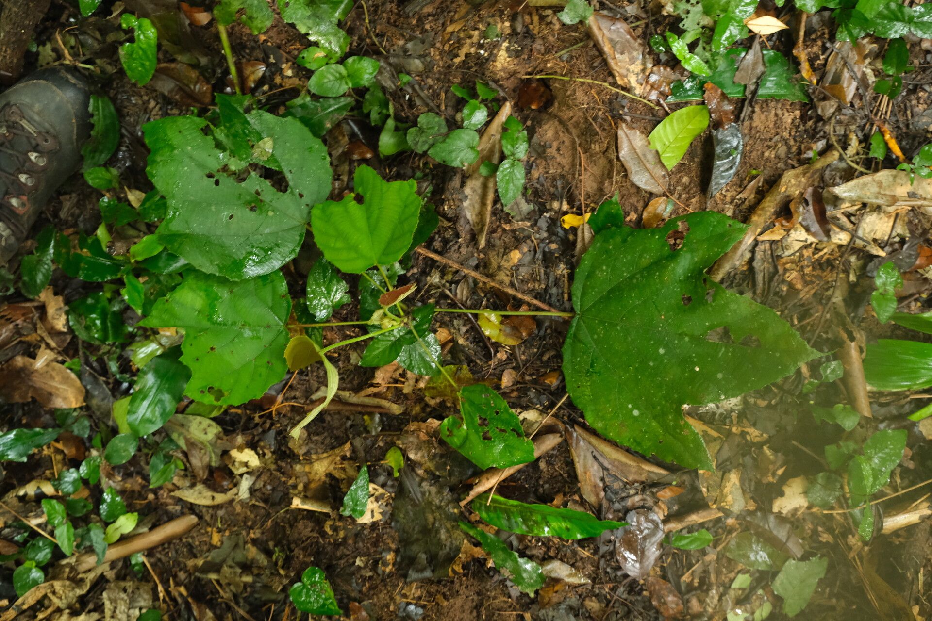 Macaranga angolensis habit