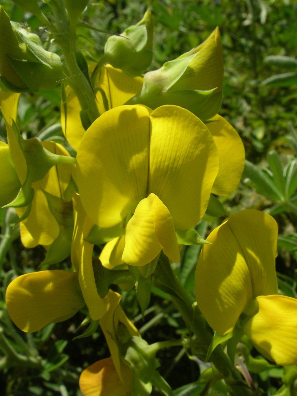 Crotalaria grahamiana — search result for 'Crotalaria'