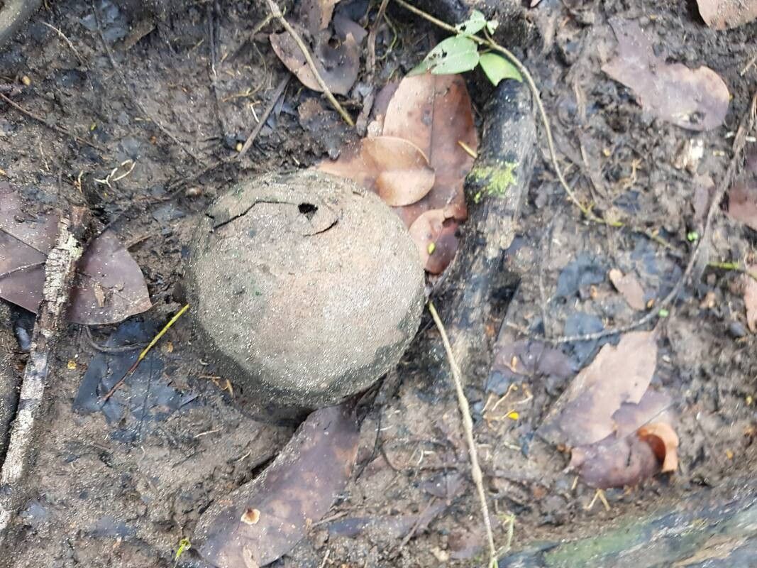 Couroupita nicaraguarensis fruit