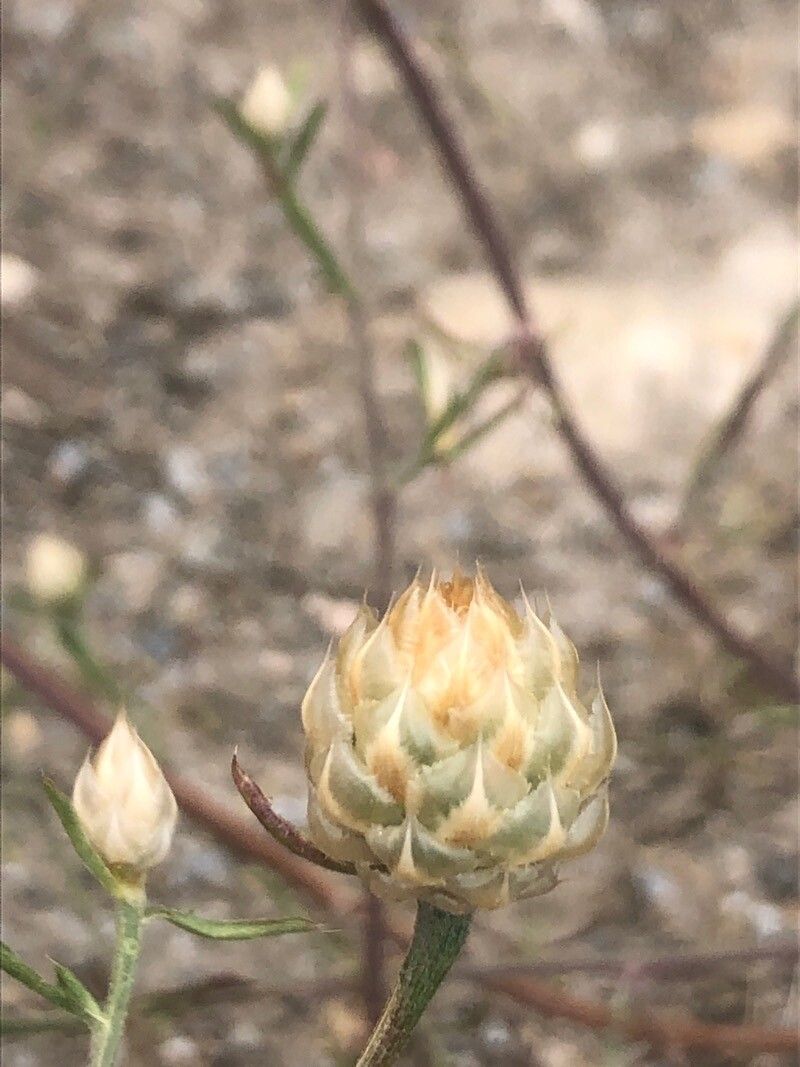 Centaurea alba flower