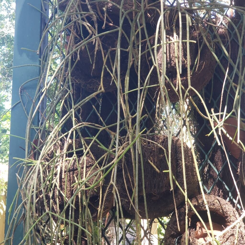 Rhipsalis lindbergiana bark