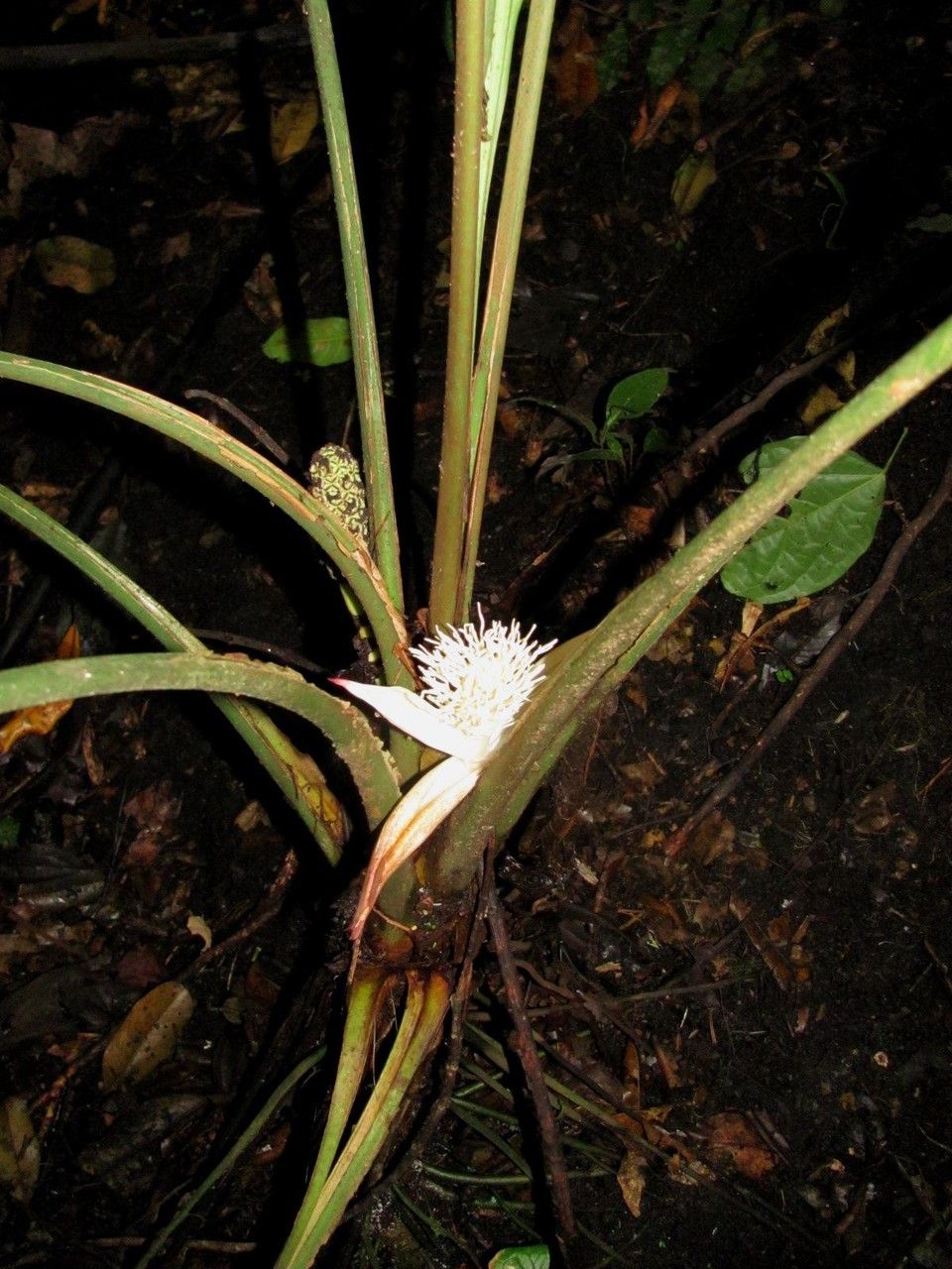 Asplundia alata bark