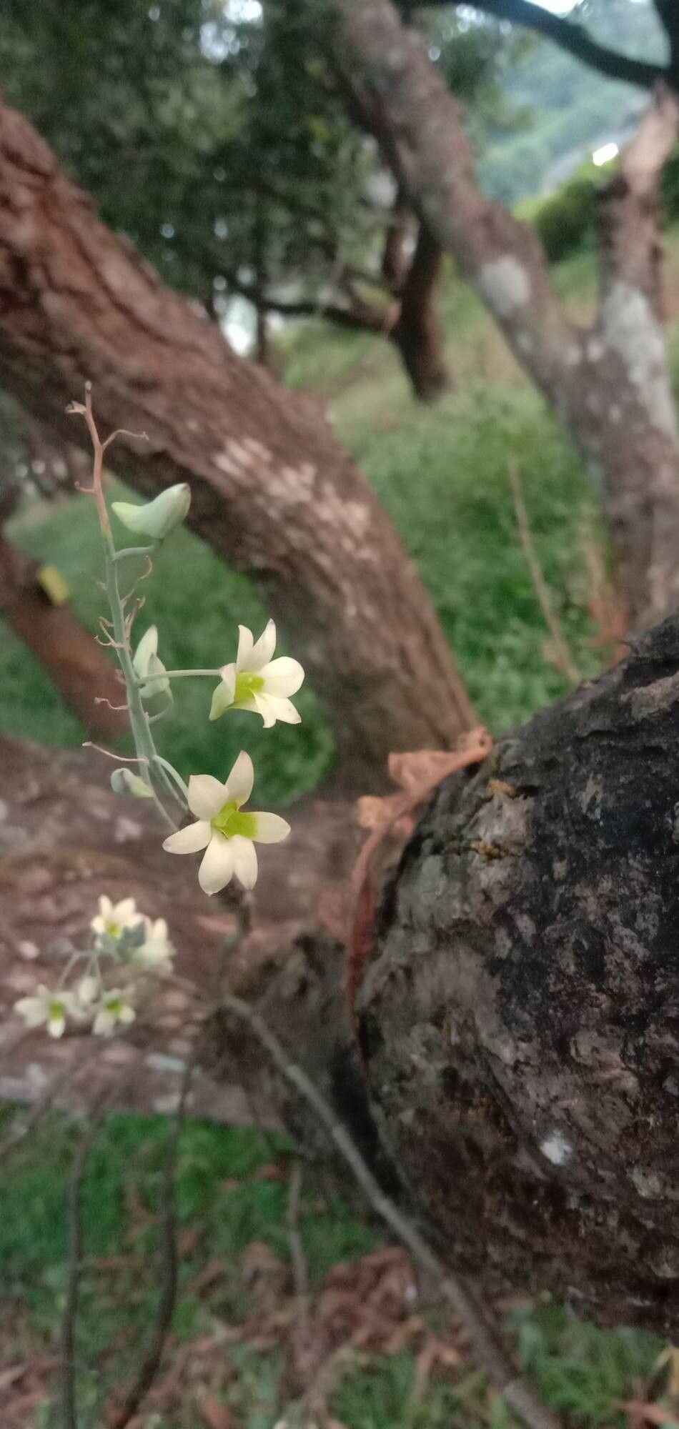 Dendrobium ovatum flower