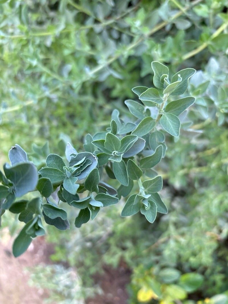 Salvia africana-caerulea — houseplant care guide