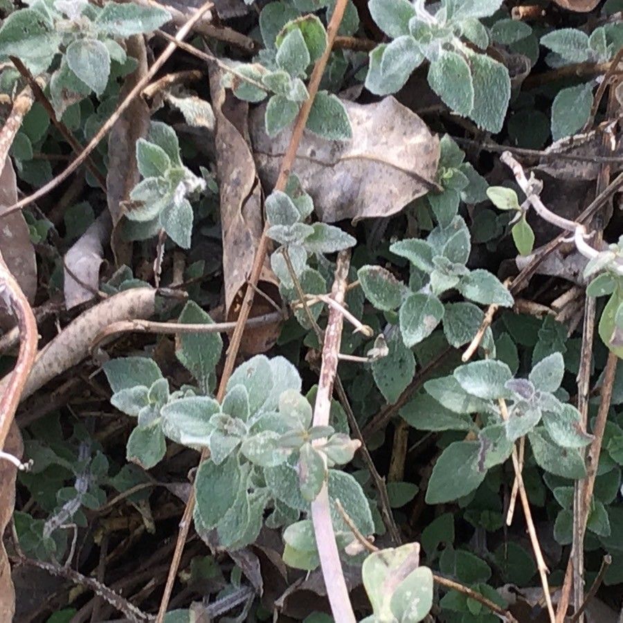 Clinopodium serpyllifolium leaf