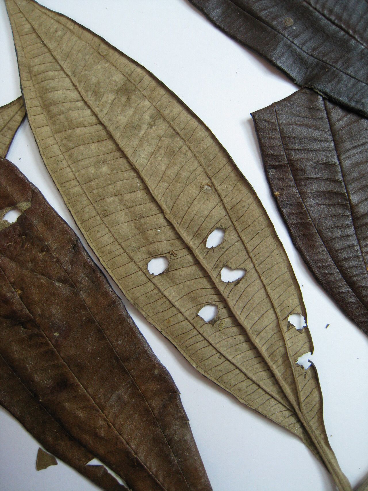 Miconia serialis other