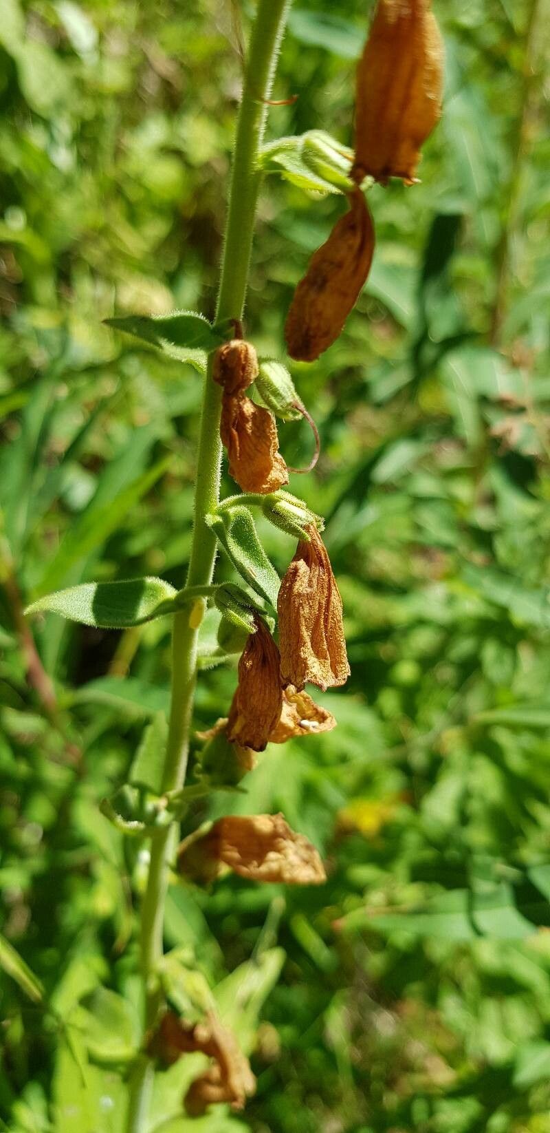 Digitalis grandiflora fruit