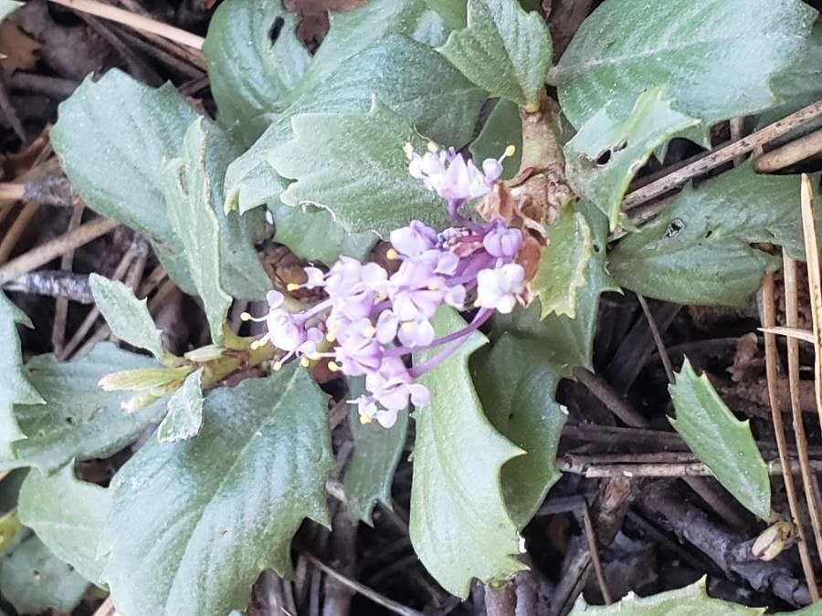 Ceanothus prostratus flower