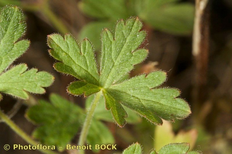 Geranium divaricatum leaf