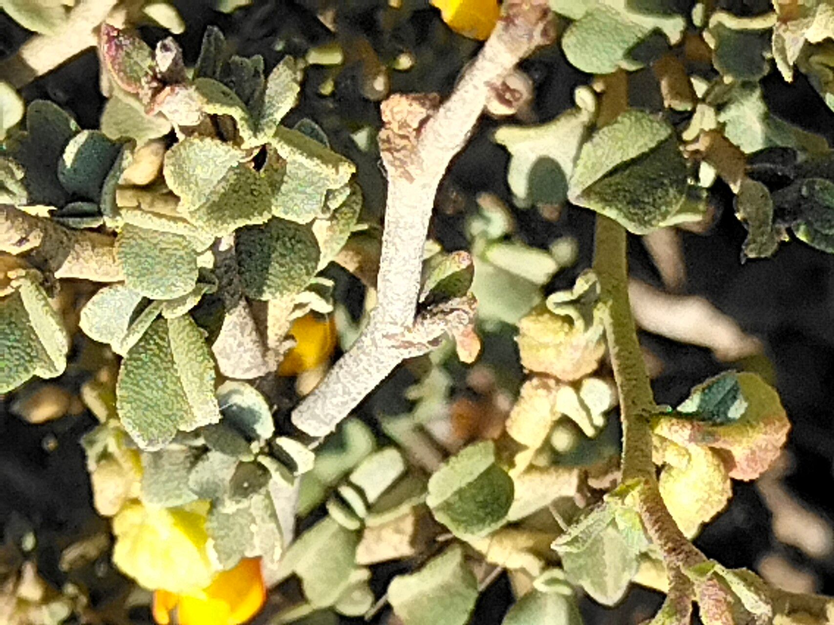 Hermannia cuneifolia — houseplant care guide