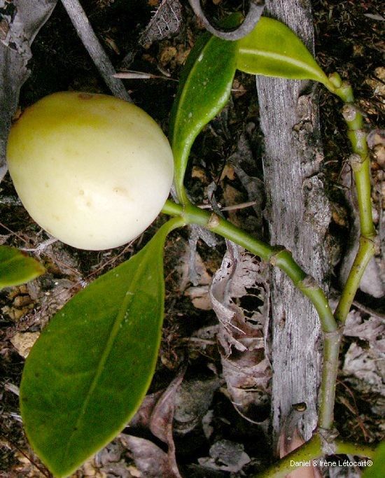 Psychotria ireneae — houseplant care guide