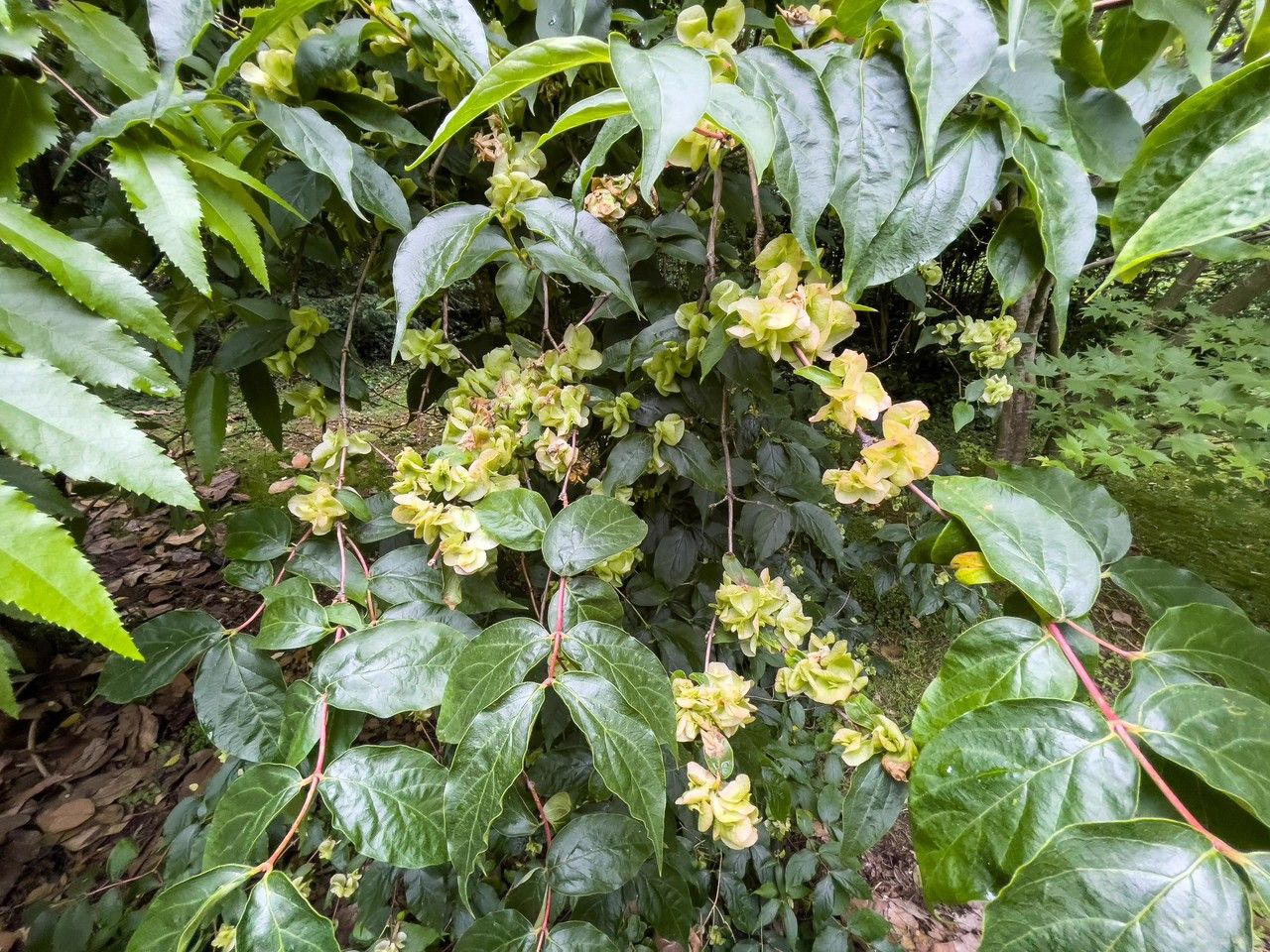 Dipelta floribunda leaf