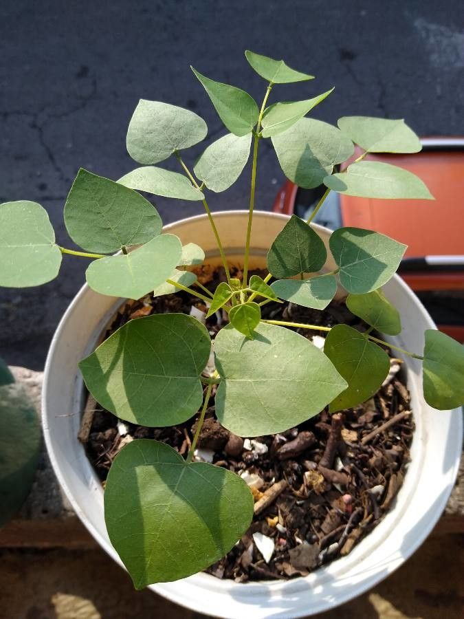 Erythrina coralloides — search result for 'Erythrina'