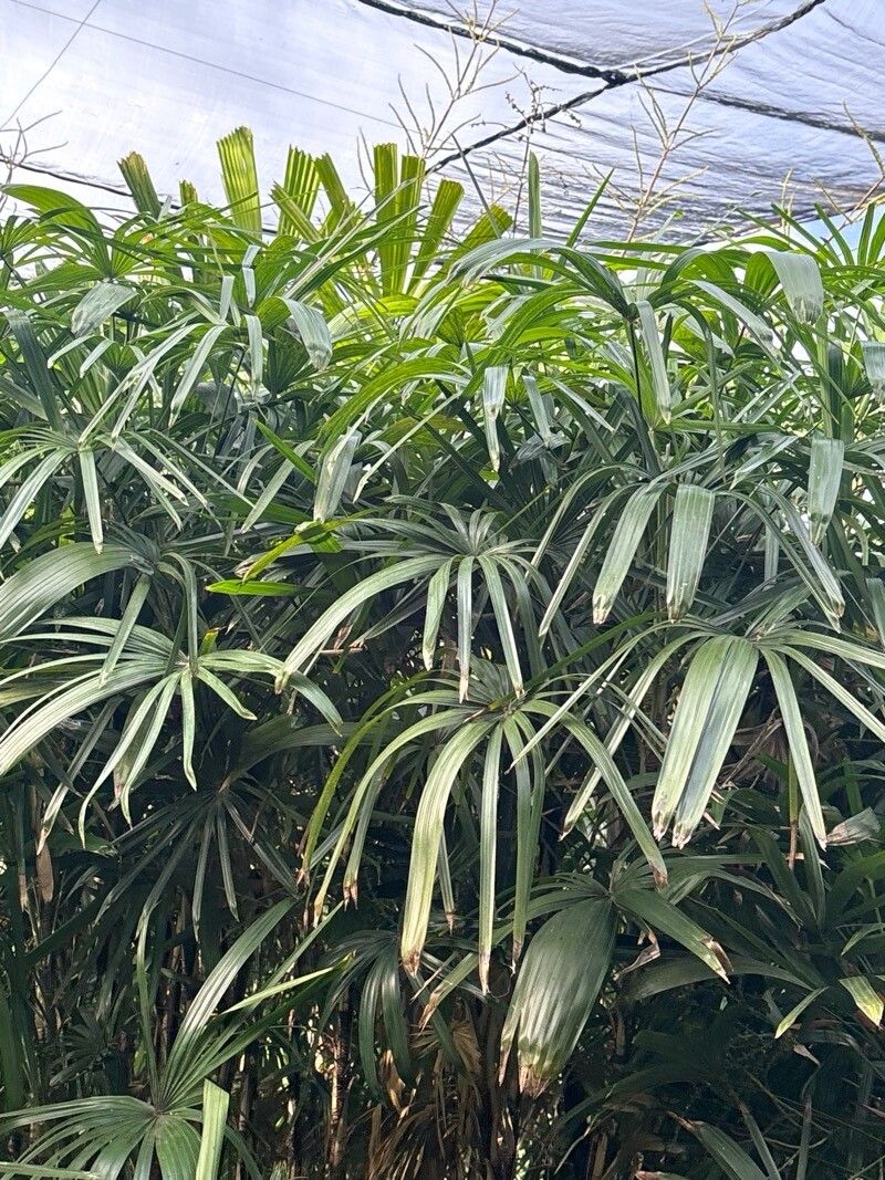 Rhapis subtilis — search result for 'Rhapis'