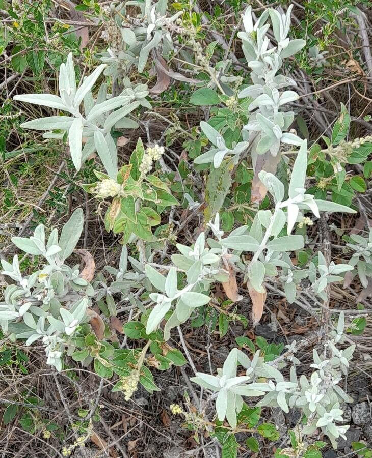 Buddleja cordobensis habit