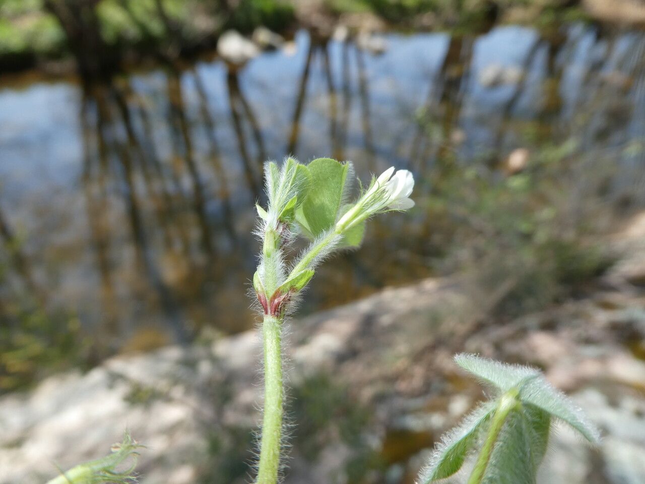 Trifolium subterraneum flower