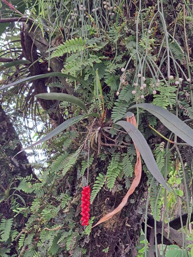 Anthurium gracile habit