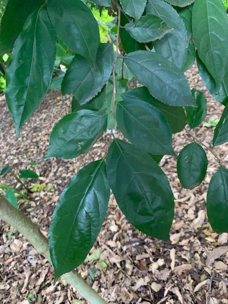 Casearia rupestris — houseplant care guide