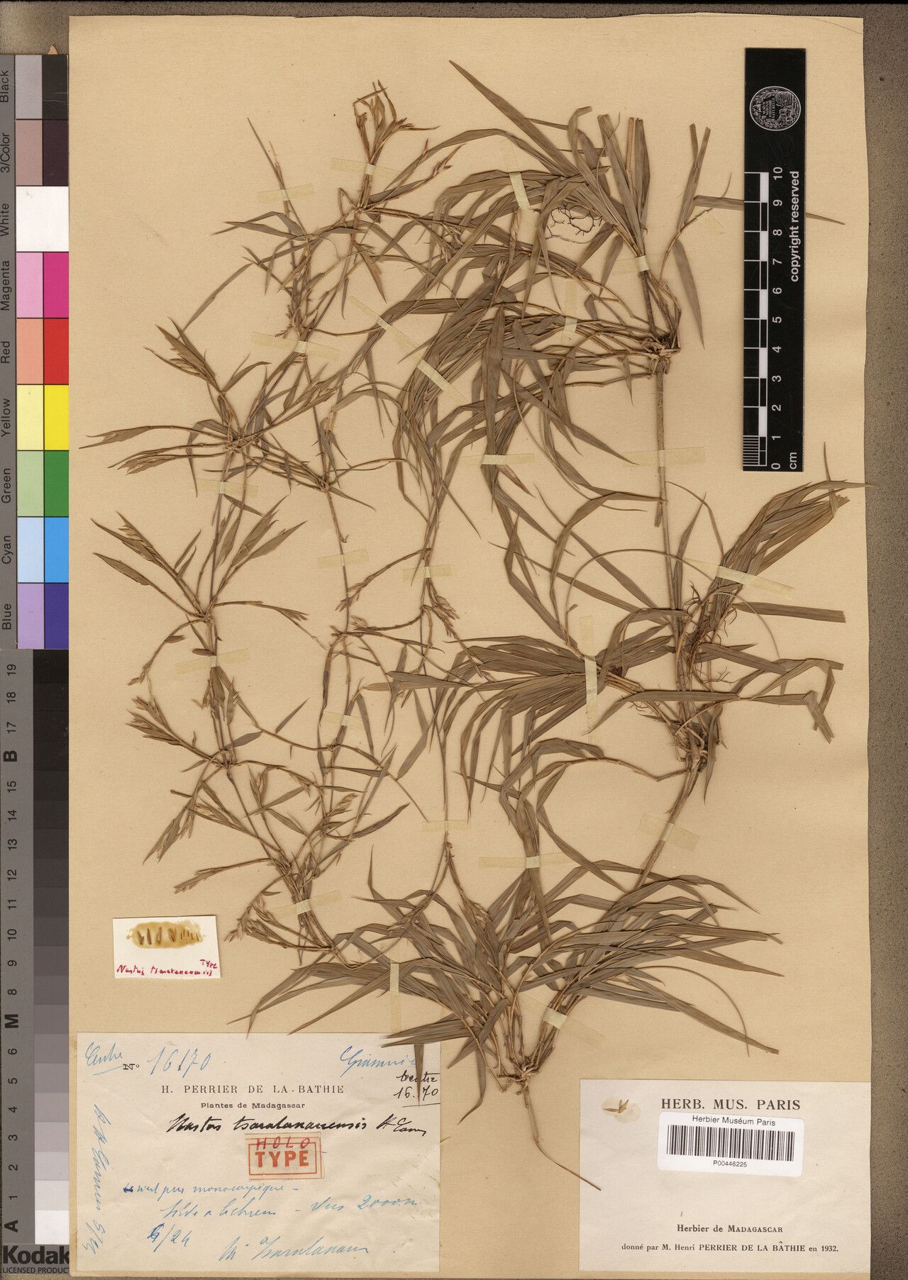 Nastus tsaratananensis — houseplant care guide