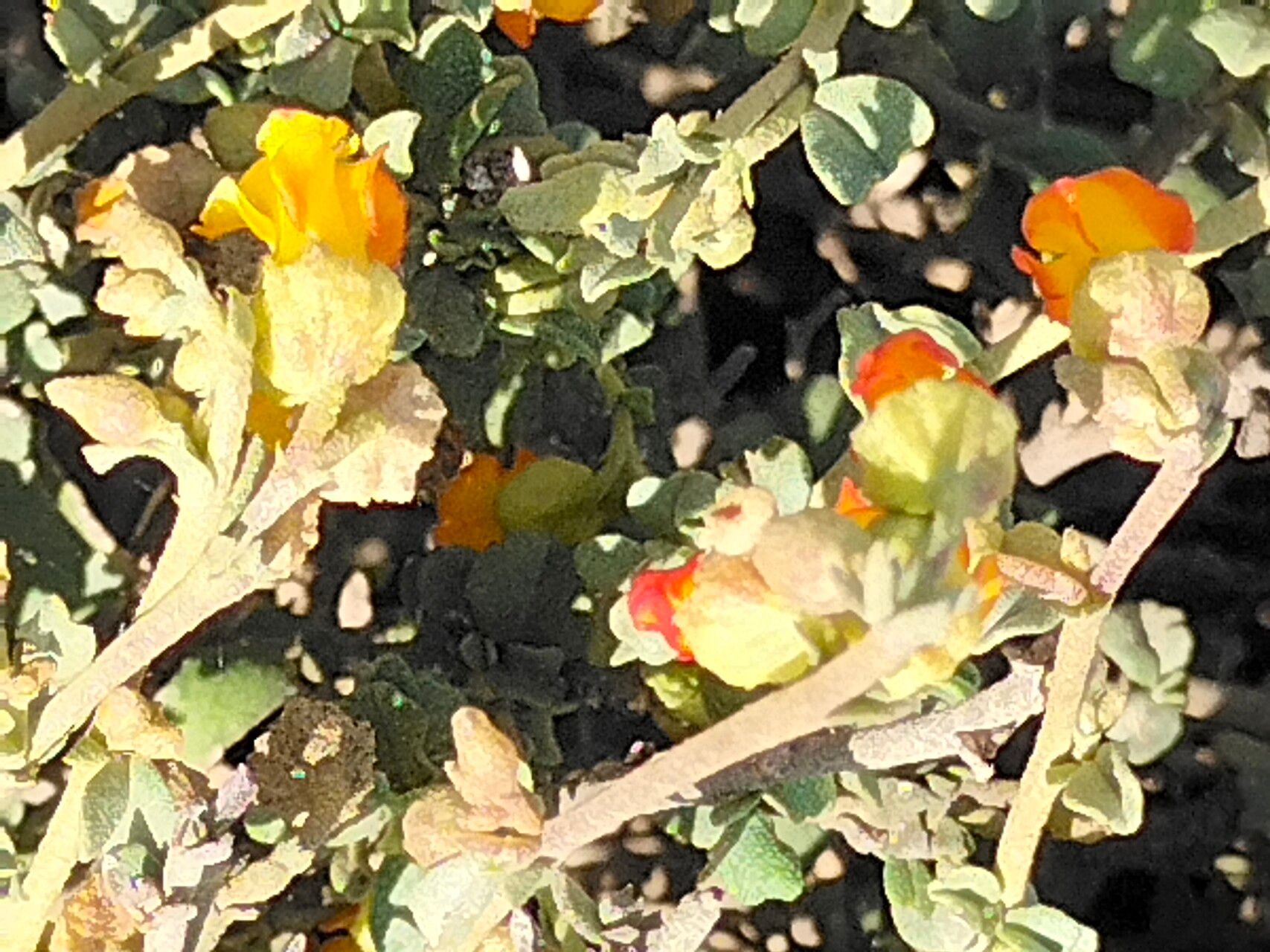 Hermannia cuneifolia flower