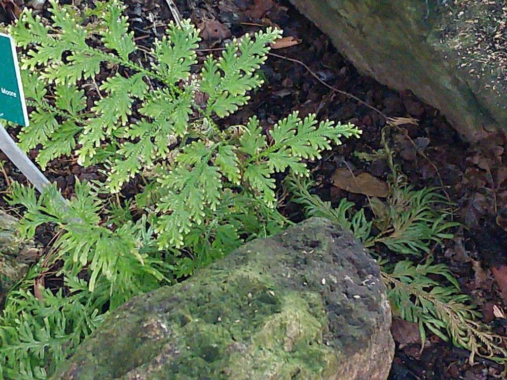 Selaginella plana leaf