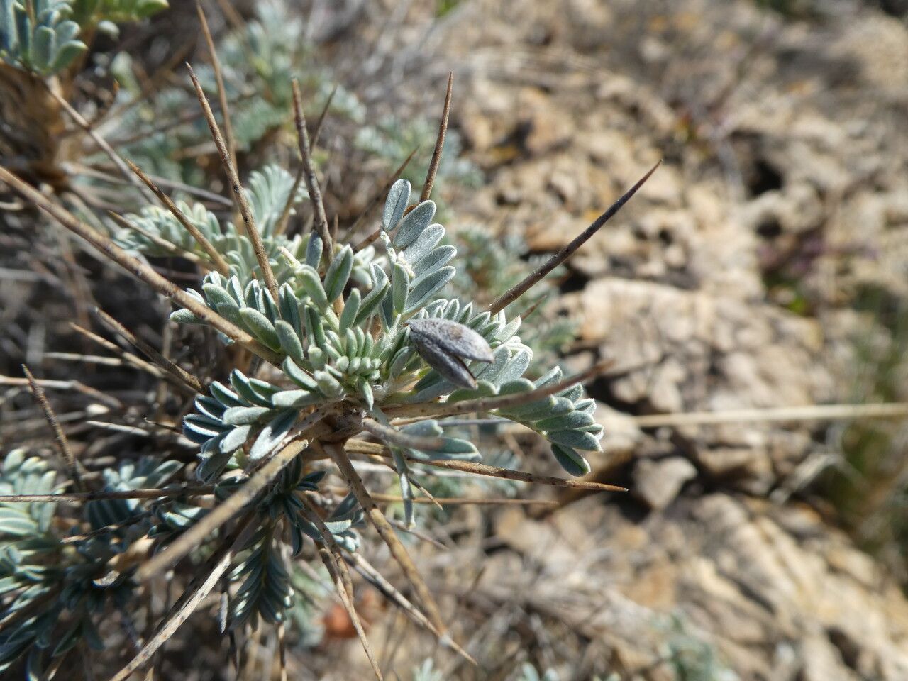 Astragalus tragacantha leaf