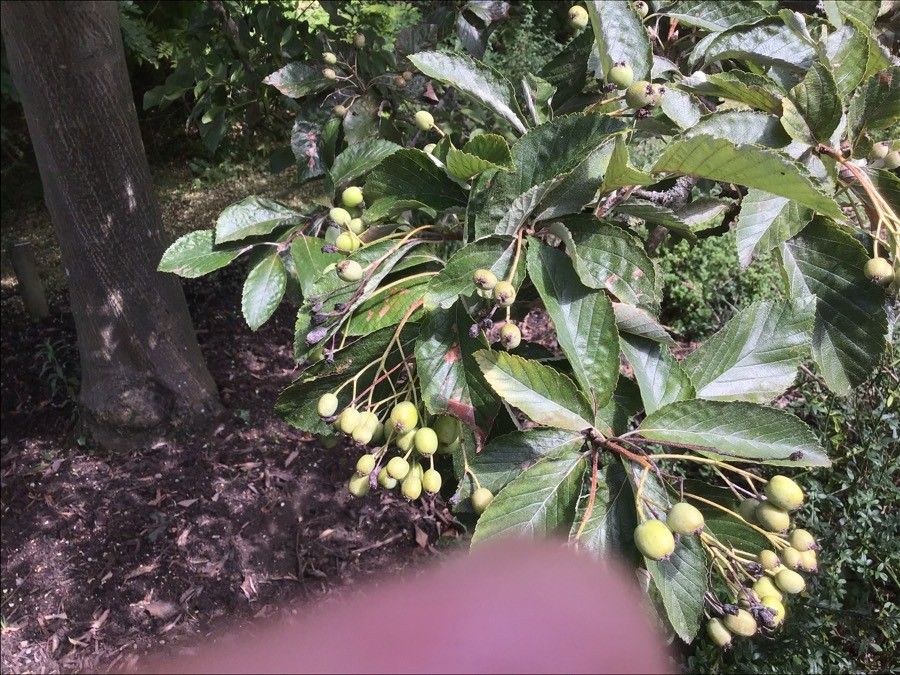 Sorbus folgneri — houseplant care guide