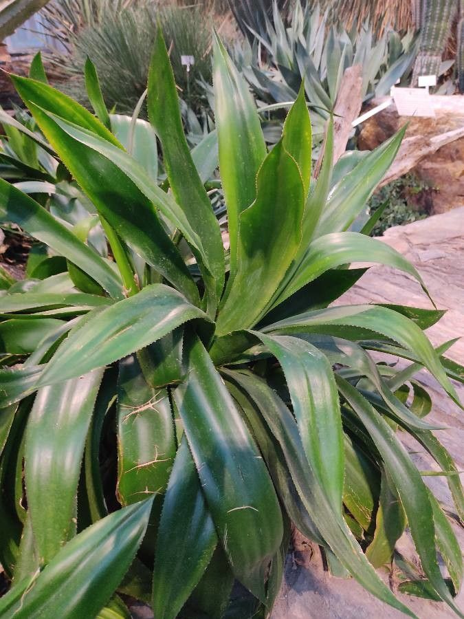 Agave ehrenbergii — search result for 'Agave'