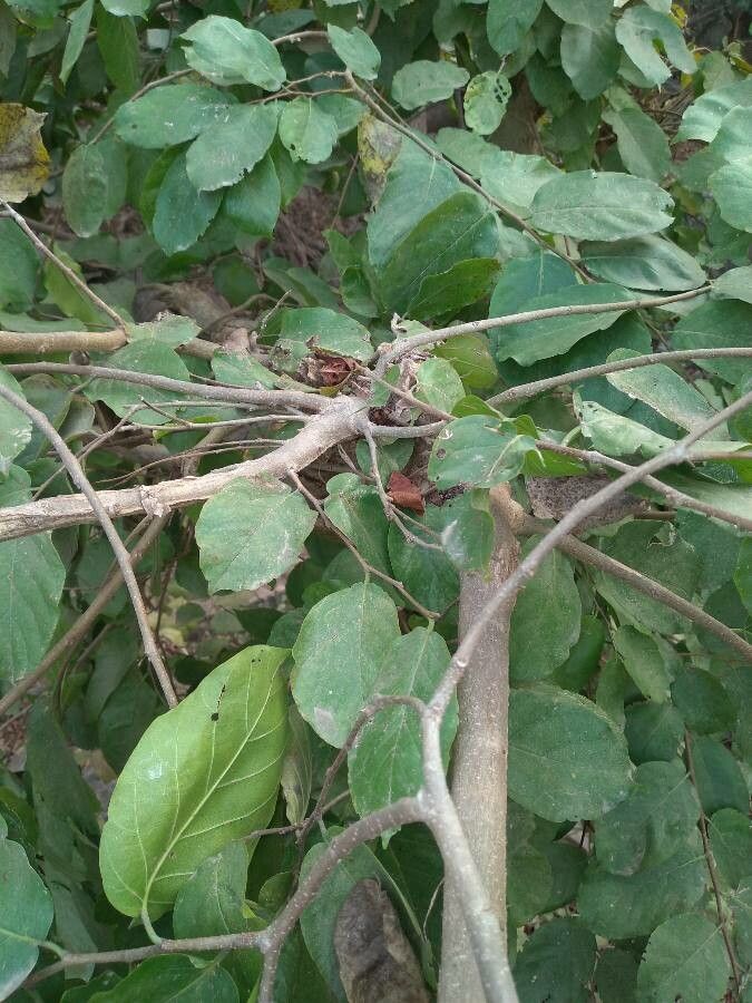 Bridelia mollis other