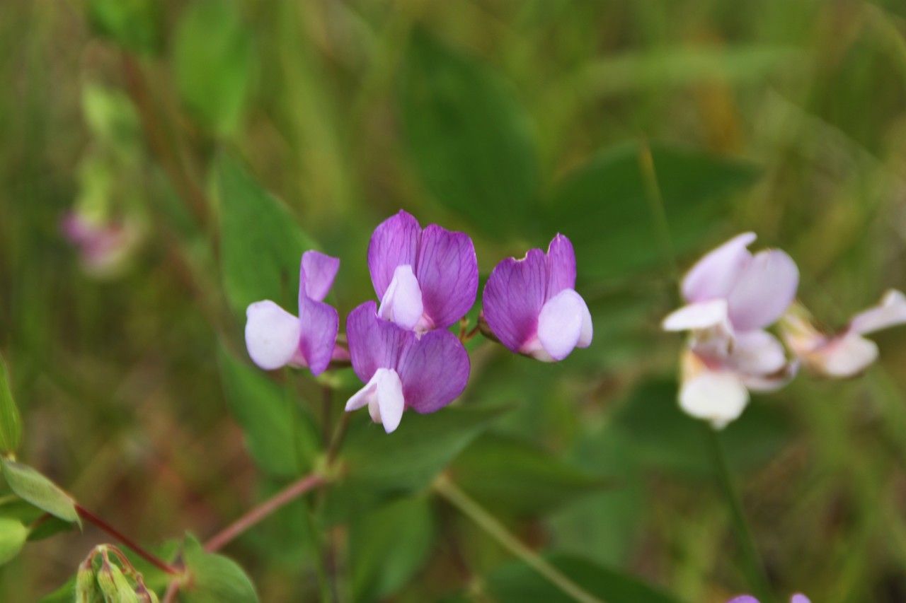 Lathyrus filiformis flower