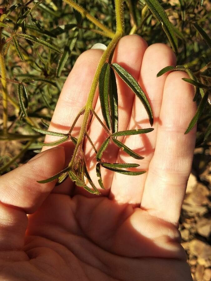 Cleome violacea — search result for 'Cleome'