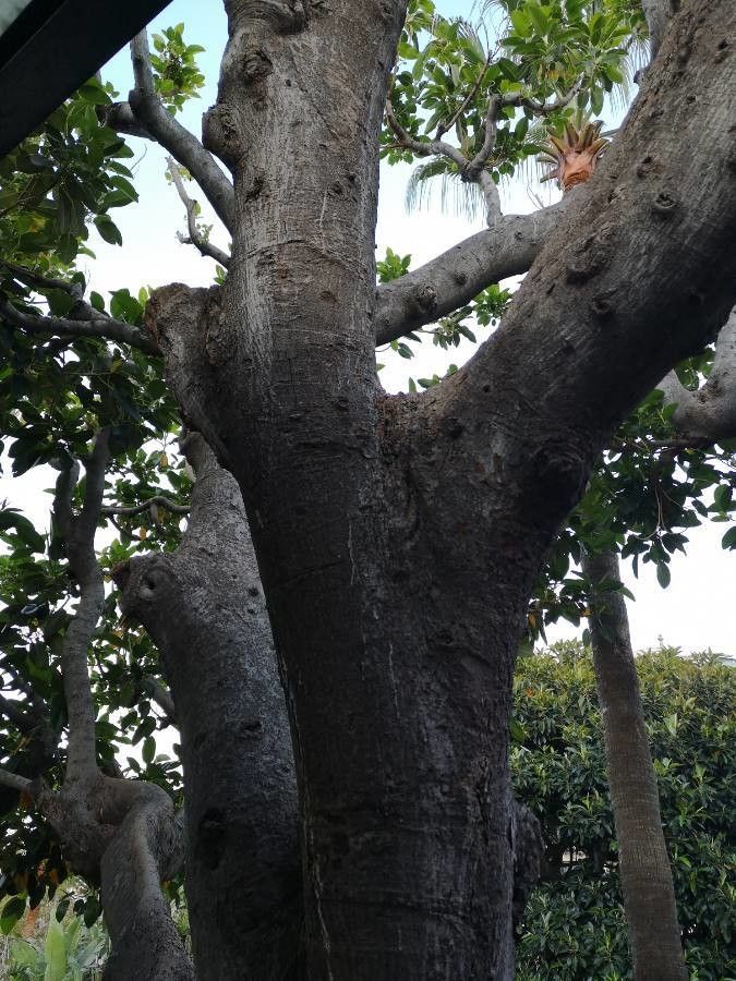 Ficus sansibarica bark