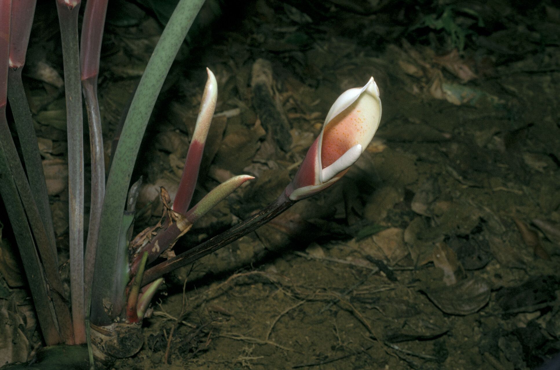 Philodendron deflexum flower