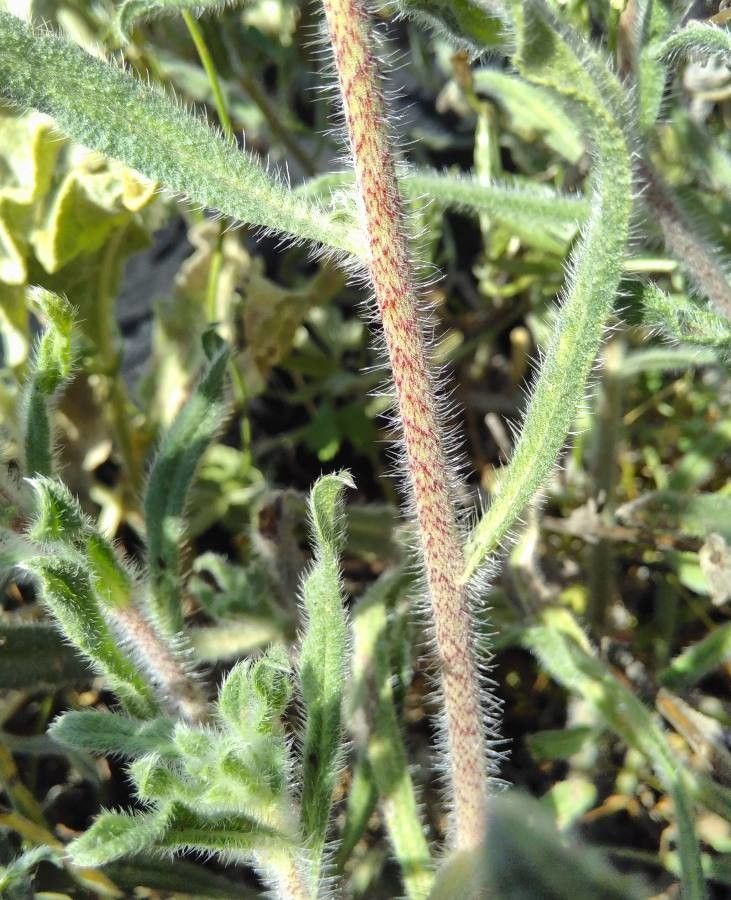 Echium angustifolium bark
